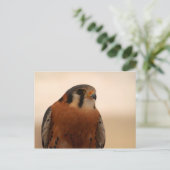 American Kestrel Postkarte (Stehend Vorderseite)
