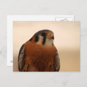 American Kestrel Postkarte (Vorne/Hinten)