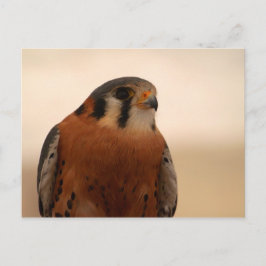 American Kestrel Postkarte