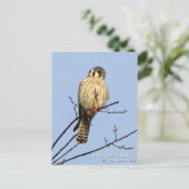 American Kestrel Postkarte (Stehend Vorderseite)