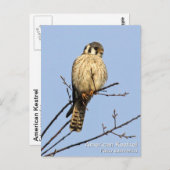 American Kestrel Postkarte (Vorne/Hinten)