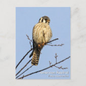 American Kestrel Postkarte (Vorderseite)