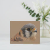 American Kestrel Postkarte (Stehend Vorderseite)
