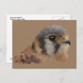 American Kestrel Postkarte (Vorne/Hinten)