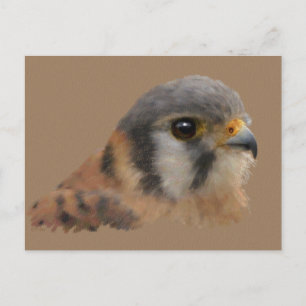 American Kestrel Postkarte