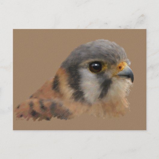 American Kestrel Postkarte (Vorderseite)