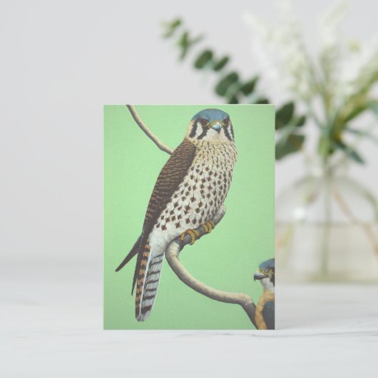 American Kestrel Postkarte (Stehend Vorderseite)