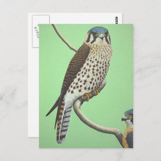 American Kestrel Postkarte (Vorne/Hinten)