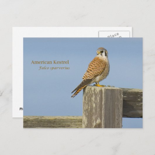 American Kestrel Postkarte (Vorne/Hinten)