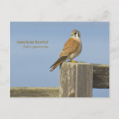 American Kestrel Postkarte (Vorderseite)