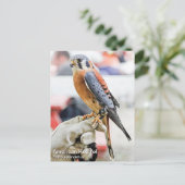 American Kestrel Postkarte (Stehend Vorderseite)