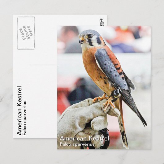 American Kestrel Postkarte (Vorne/Hinten)
