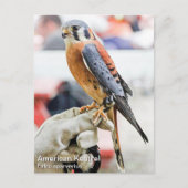 American Kestrel Postkarte (Vorderseite)