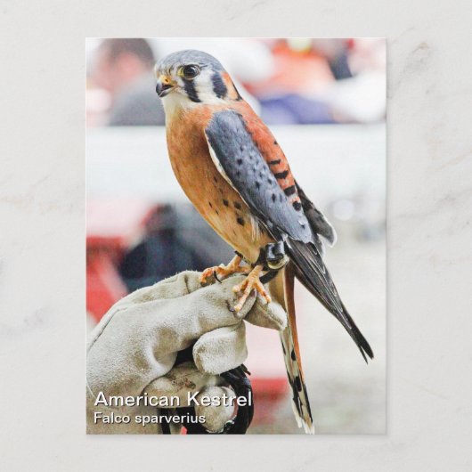 American Kestrel Postkarte (Vorderseite)