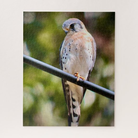 American Kestrel Puzzle (Vertikal)