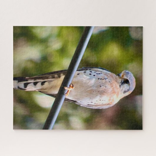American Kestrel Puzzle (Horizontal)