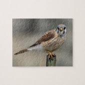 American Kestrel Puzzle (Horizontal)
