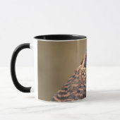 American Kestrel Tasse (Links)