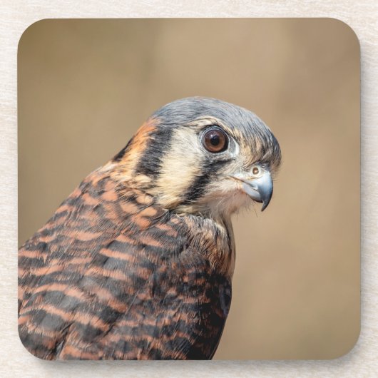 American Kestrel Untersetzer (Vorderseite)