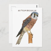 American Kestrel Vogelillustrierung Postkarte (Vorne/Hinten)