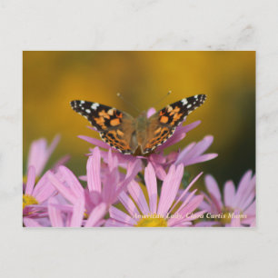 American Lady Butterfly & Clara Curtis Mums Postkarte
