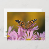 American Lady Butterfly & Clara Curtis Mums Postkarte (Vorne/Hinten)