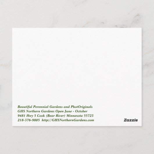 American Lady Butterfly & Clara Curtis Mums Postkarte (Rückseite)