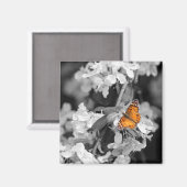 American Lady Butterfly On Apple Blossom Magnet (Vorderseite/Rückseite)