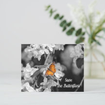 American Lady Butterfly on Apple Blossom Postkarte