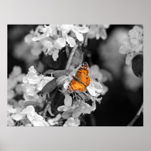 American Lady Butterfly on Blossom Poster