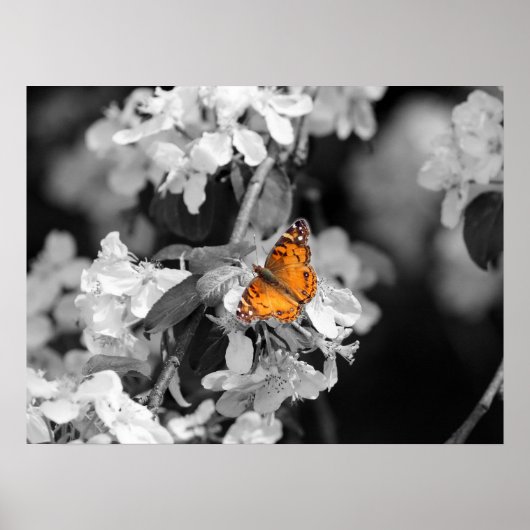 American Lady Butterfly on Blossom Poster (Vorne)