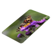 American Lady Butterfly Perennial Asters 4x6 Magnet (Linke Seite)