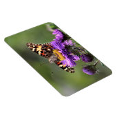 American Lady Butterfly Perennial Asters 4x6 Magnet (Rechte Seite)