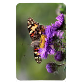 American Lady Butterfly Perennial Asters 4x6 Magnet (Vertikal)