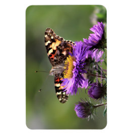 American Lady Butterfly Perennial Asters 4x6 Magnet