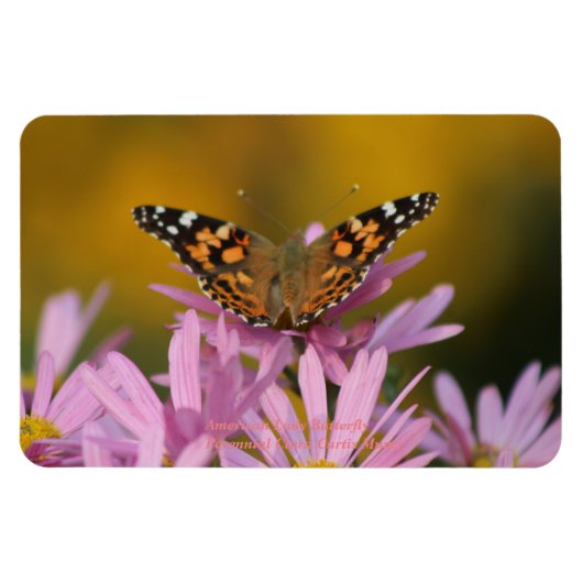 American Lady Butterfly Perennial Clara Curtis 4x6 Magnet (Horizontal)