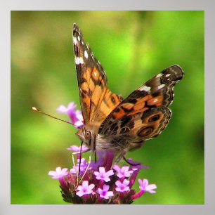 American Lady Butterfly Poster