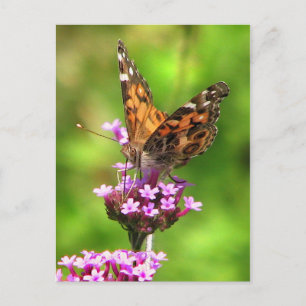 American Lady Butterfly Postkarte