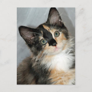 American Longhair Calico Kitten Postkarten
