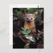 American Marten Postcard Postkarte (Vorne/Hinten)