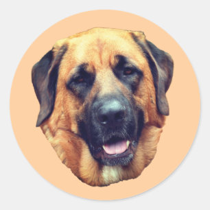 American Mastiff Dog Runder Aufkleber
