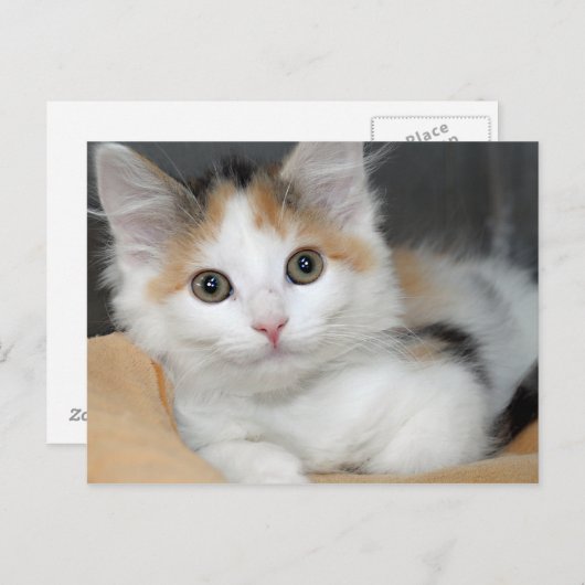 American Mediumhair Calico Kitten Postkarten (Vorne/Hinten)