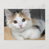 American Mediumhair Calico Kitten Postkarten (Vorderseite)
