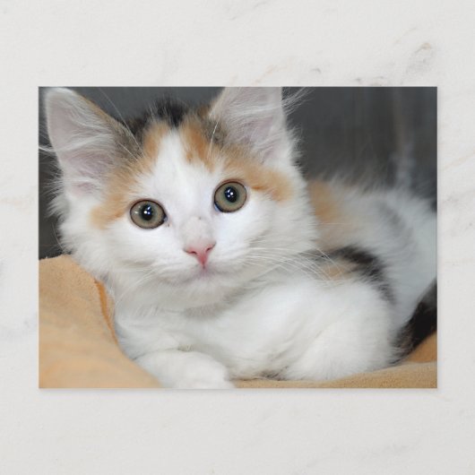 American Mediumhair Calico Kitten Postkarten (Vorderseite)
