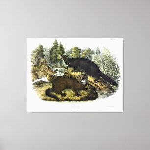 American Mink, Neovison Vision von Audubon Leinwanddruck