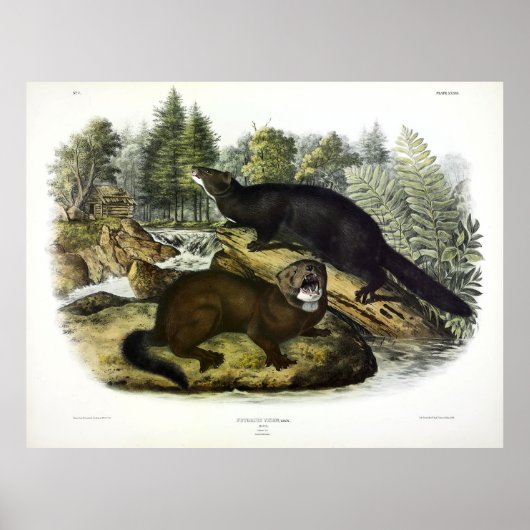 American Mink, Neovison Vision von Audubon Poster (Vorne)
