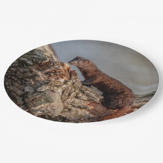 American Mink Pappteller (Schrägansicht)