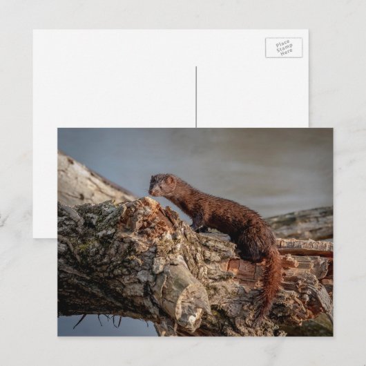 American Mink Postkarte (Vorne/Hinten)