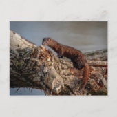 American Mink Postkarte (Vorderseite)