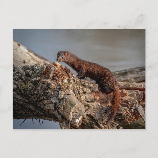 American Mink Postkarte (Vorderseite)